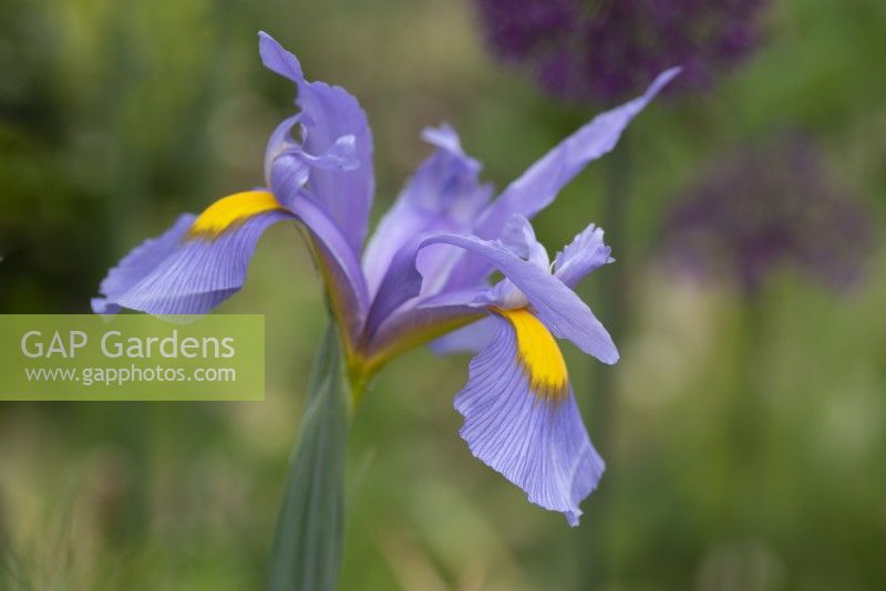 Iris hollandica 'Pink Panther' - May