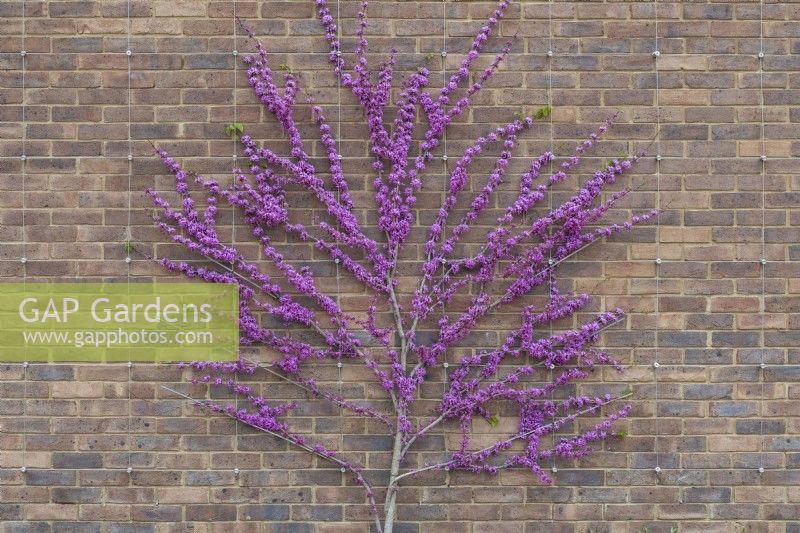 Cercis chinensis 'Avondale' - Chinese redbud flowering against a brick wall at RHS Wisley 