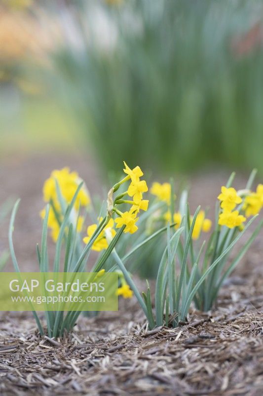Narcissus 'Little Oliver ' - Dwarf Daffodil 