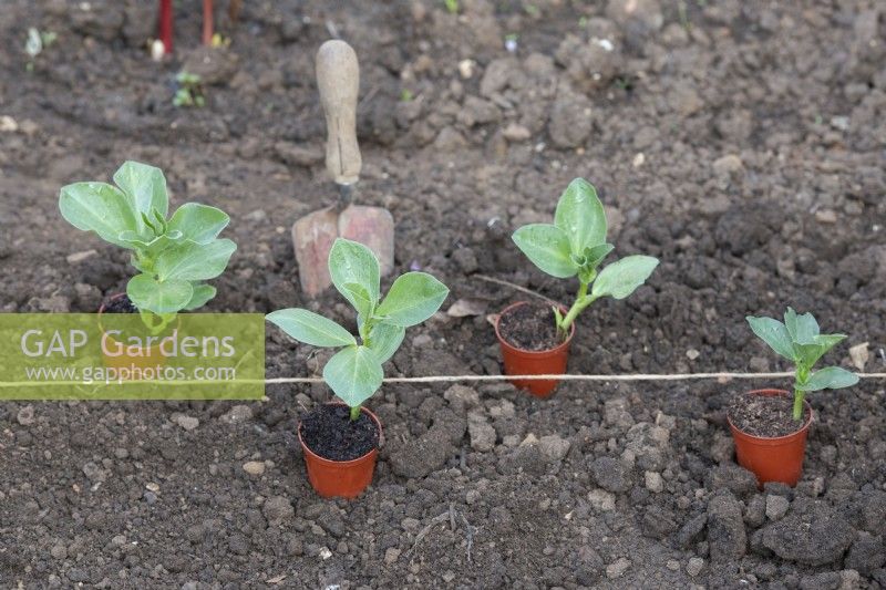 Vicia faba - Planting out young broad beans plants