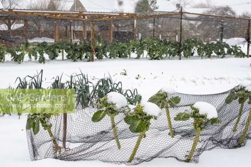 Brussel Sprout 'Doric F1' under netting, in snow
