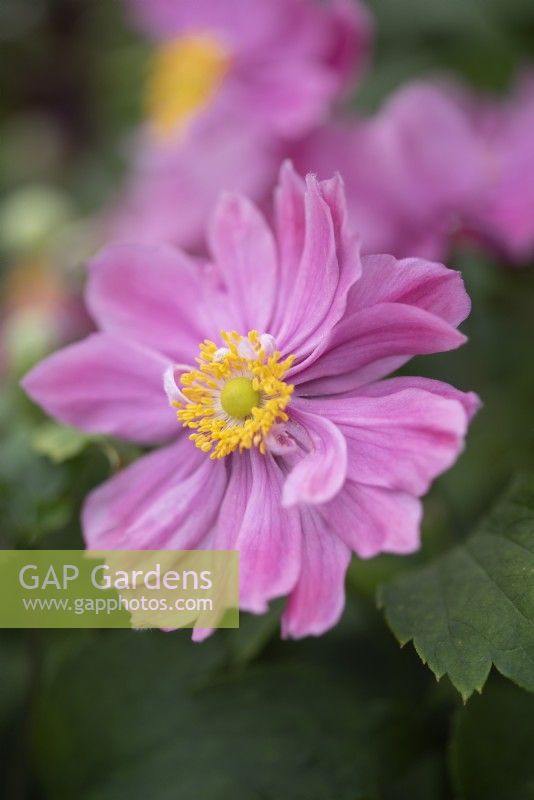 Anemone hupehensis 'Pretty Lady Emily' - August