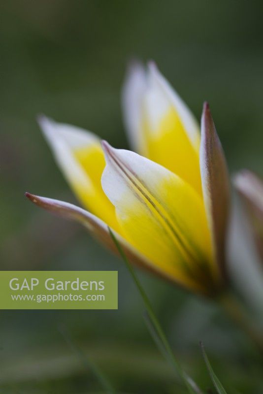 Tulipa tarda - April