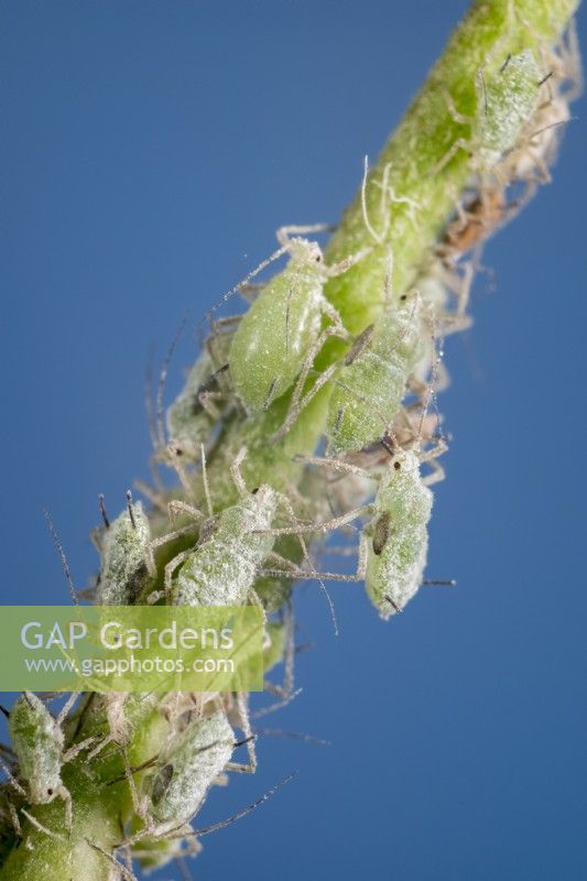 Greenfly on plant stem
