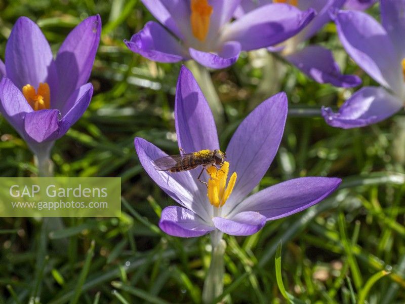 Crocus tommasinianus with early hoverfly pollinating