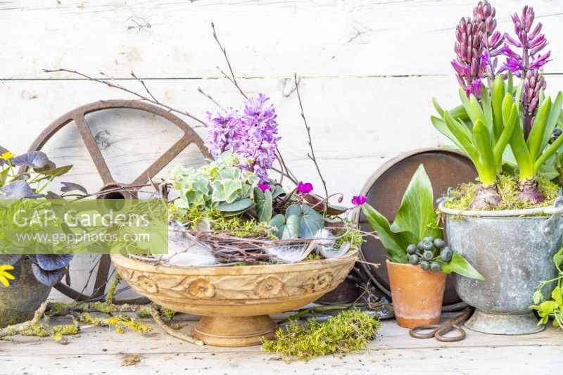 Hyacinths, cyclamen and ivy in a shallow carved wooden container