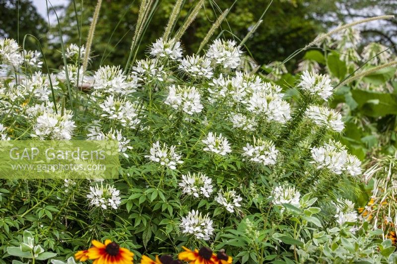 Cleome hassleriana Sparklers White, summer August