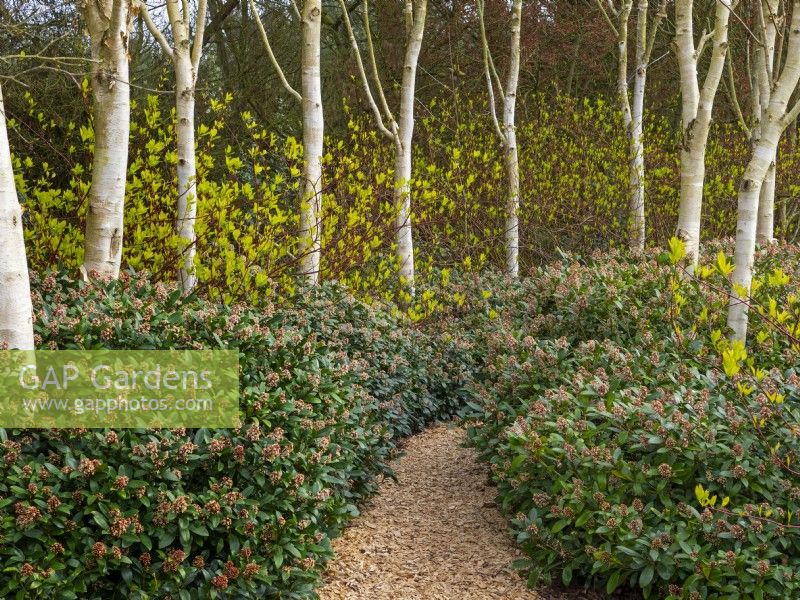 Path through a planting of Betula utilis var. jacquemontii  West Himalayan Birch - underplanted with Skimmia and Dogwood East Ruston Old Vicarage Norfolk