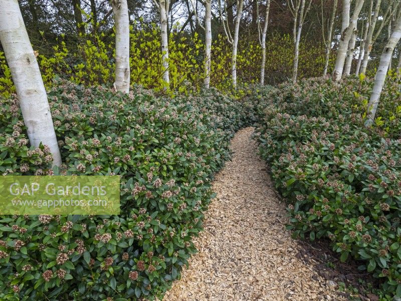 Path through a planting of Betula utilis var. jacquemontii  West Himalayan Birch - underplanted with Skimmia East Ruston Old Vicarage Norfolk