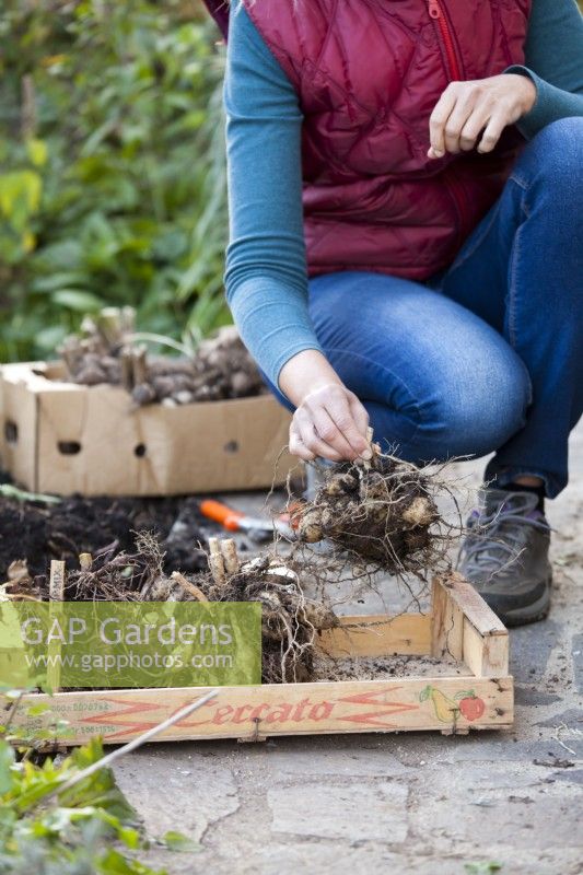 Store the dahlia tubers in wooden crate.