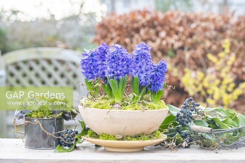 Hyacinthus 'Bismarck' in container with moss and corkscrew hazel, next to Ranunculus and Ivy hedera