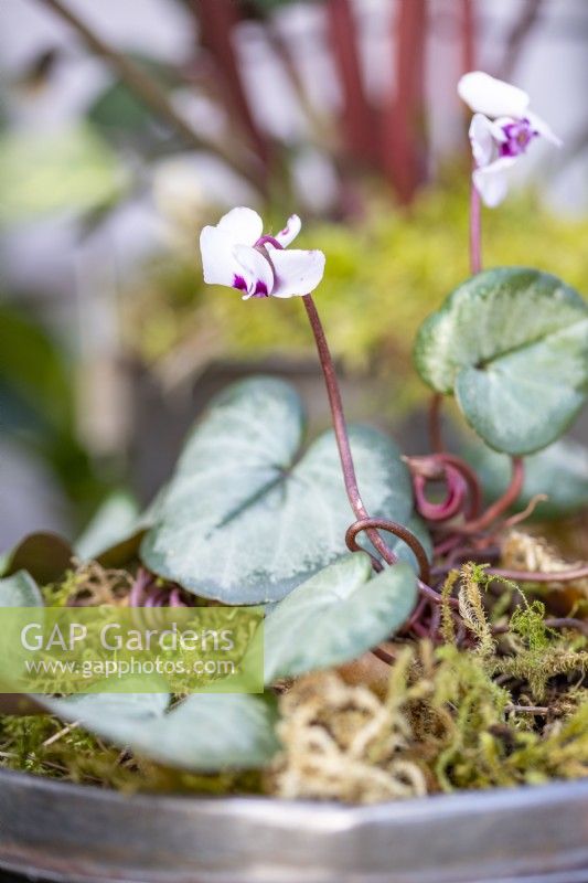 Cyclamen in a shallow metal container