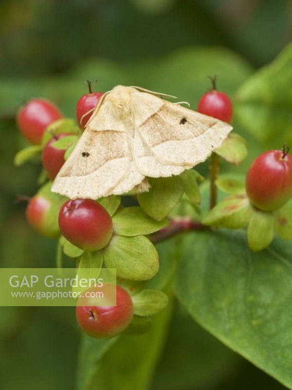 Crocallis elinguaria - Scalloped Oak Moth resting on Tutsan berries