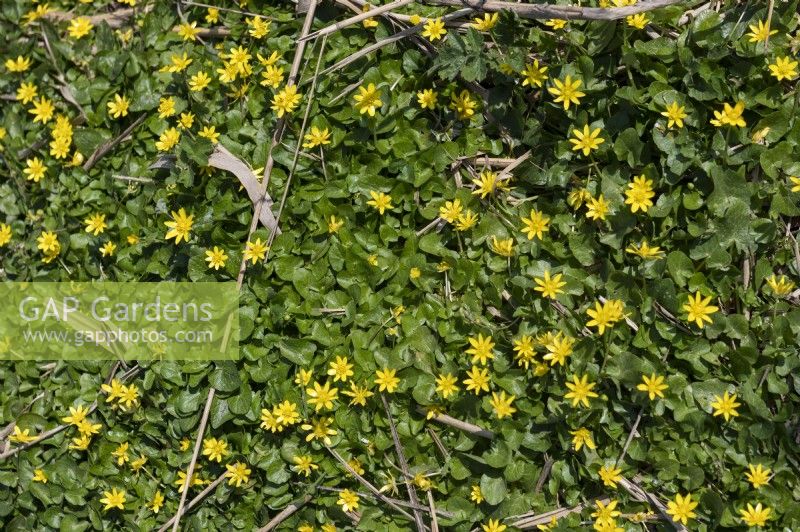Ficaria verna - Lesser celandine or pilewort.
