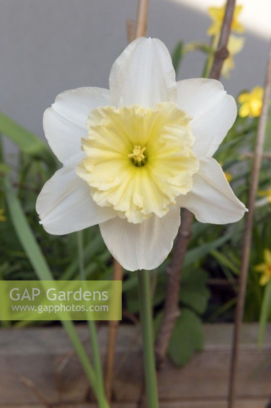 Narcissus 'Ice follies' large cupped daffodil 