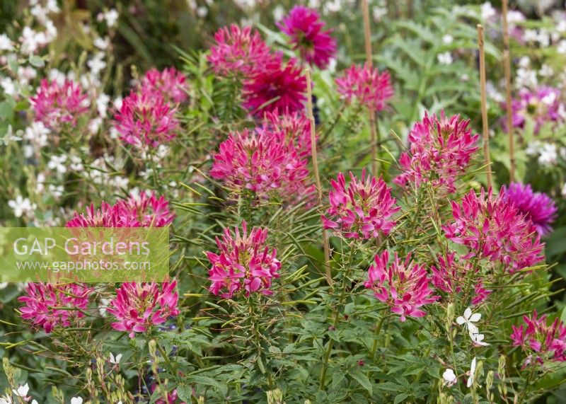 Cleome hassleriana Sparklers Rose F1, summer August