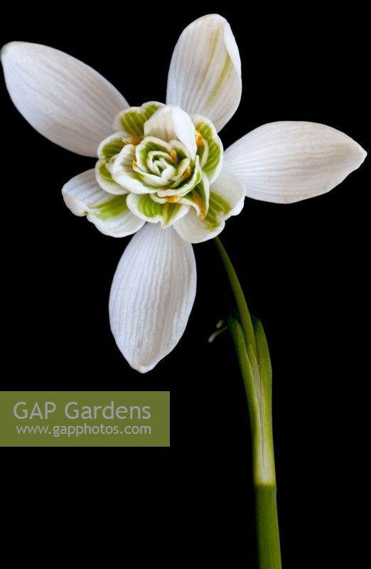 galanthus nivalis pleniflorus 'flore pleno' snowdrop