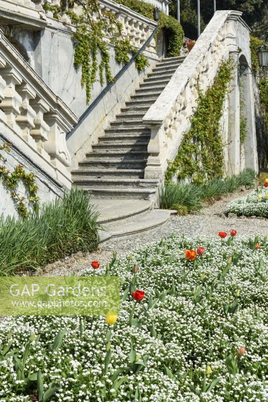 A bed of white forget-me-nots punctuated by yellow and red tulips at the Villa Carlotta on the shore of Lake Como, Italy in spring