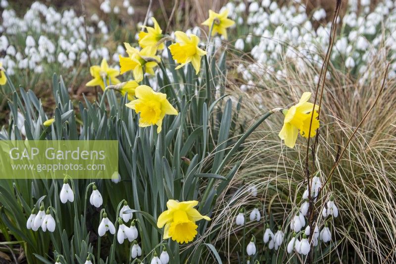 Narcissus 'Rijnveld's Early Sensation' with Galanthus nivalis 'S. Arnott' and Carex comans bronze-leaved - February