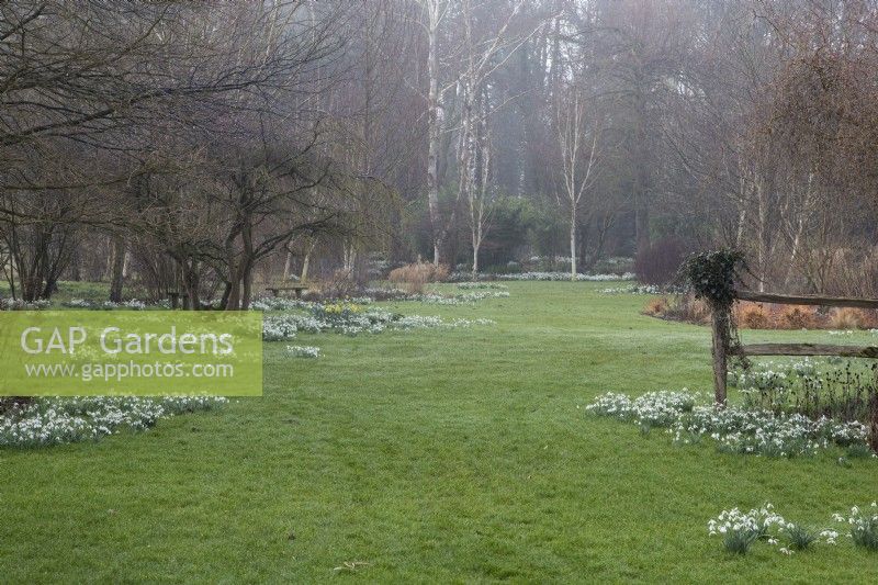 Drifts of Galanthus nivalis 'S. Arnott' in Foggy Bottom Garden designed by Adrian Bloom, The Bressingham Gardens, Norfolk - February 