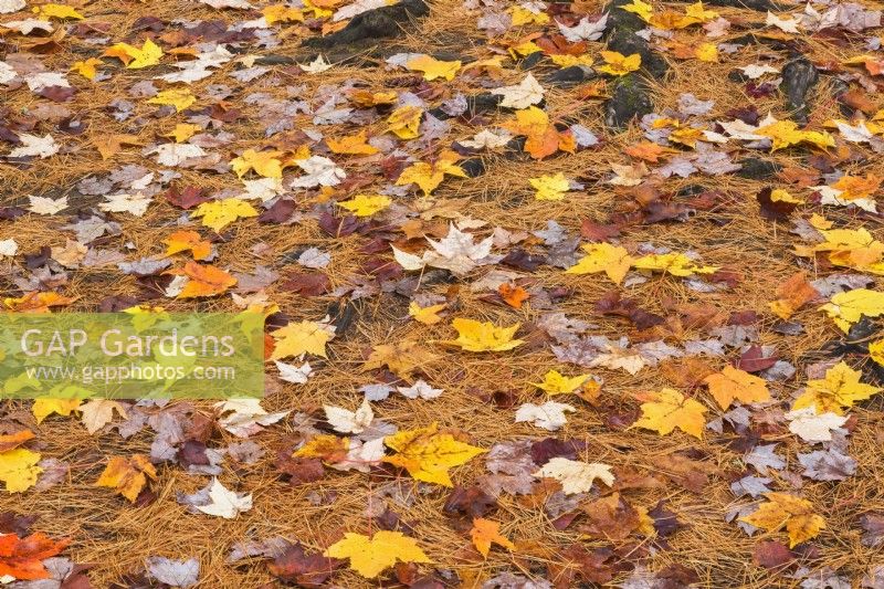 Acer - Maple tree leaves and Pinus - Pine tree needles fallen on ground in autumn - October