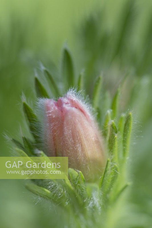 Pulsatilla vulgaris 'Perlen Glocke' flower buds in Spring - April