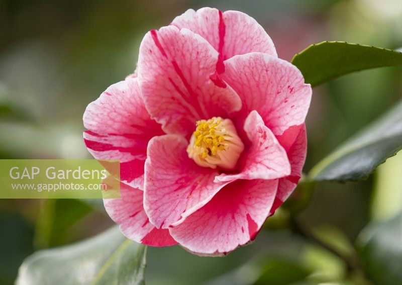 Camellia japonica 'Tricolor'  