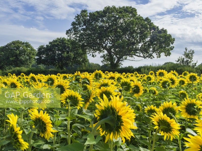 Helianthus annuus - Sunflowers and Oak tree