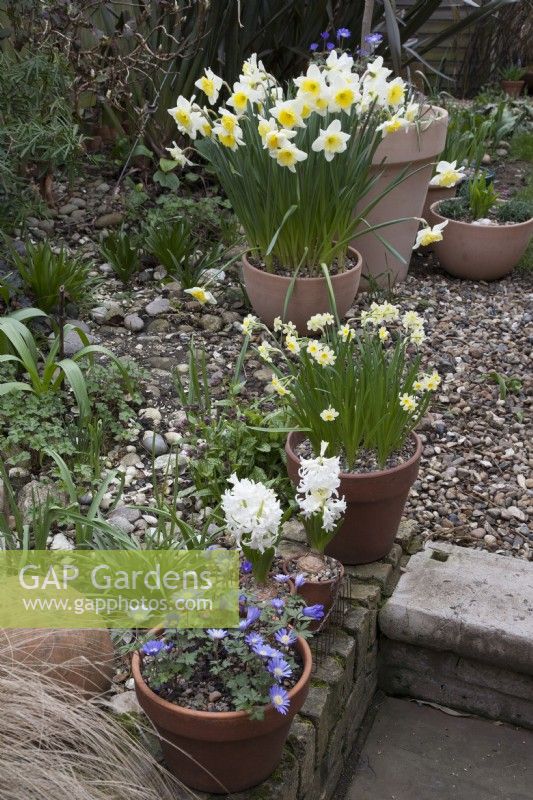 White Hyacinth, Anemone Blanda Blue and Narcissus Minnow in terracotta pots
Daffodils white and yellow
March
