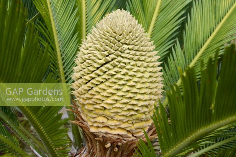 Cycas revoluta - Japanese sago palm