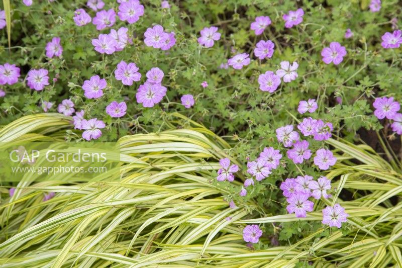 Geranium x riversleaianum 'Mavis Simpson' with Hakonechloa macra 'Alboaurea' - August