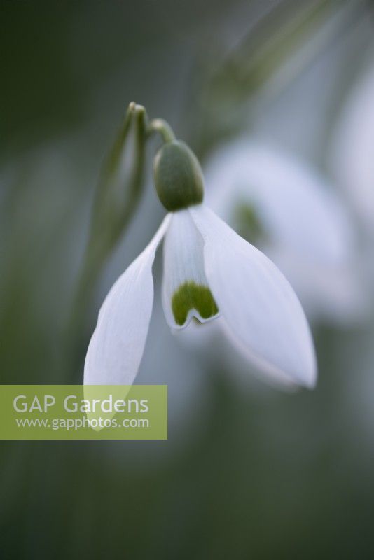 Galanthus plicatus hybrid - Snowdrop - February