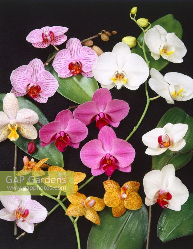 Phalaenopsis amabilis Mix, spring March