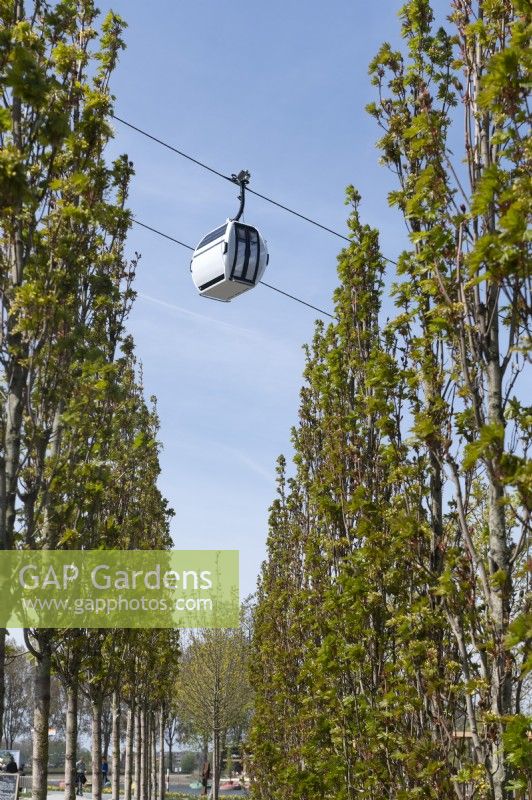 Almere The Netherlands 19th April 2022
Floriade Expo 2022. A ten-yearly botanical garden festival and exhibition, this year taking place in Almere, Flevoland. 
Cablecar seen through a row of acer platanoides 'Mauritz upright'