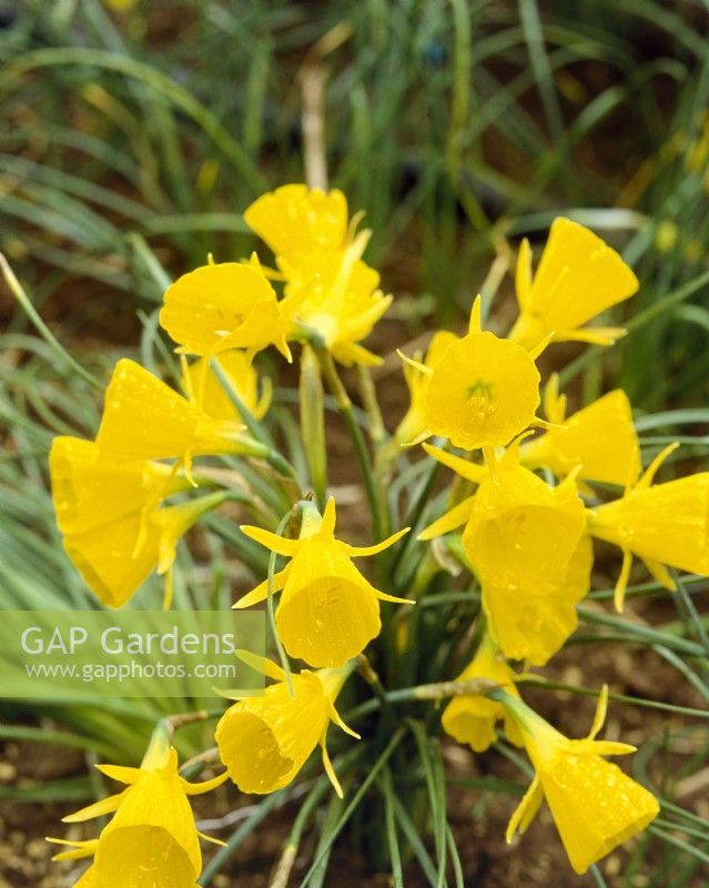 Narcissus bulbocodium, spring May