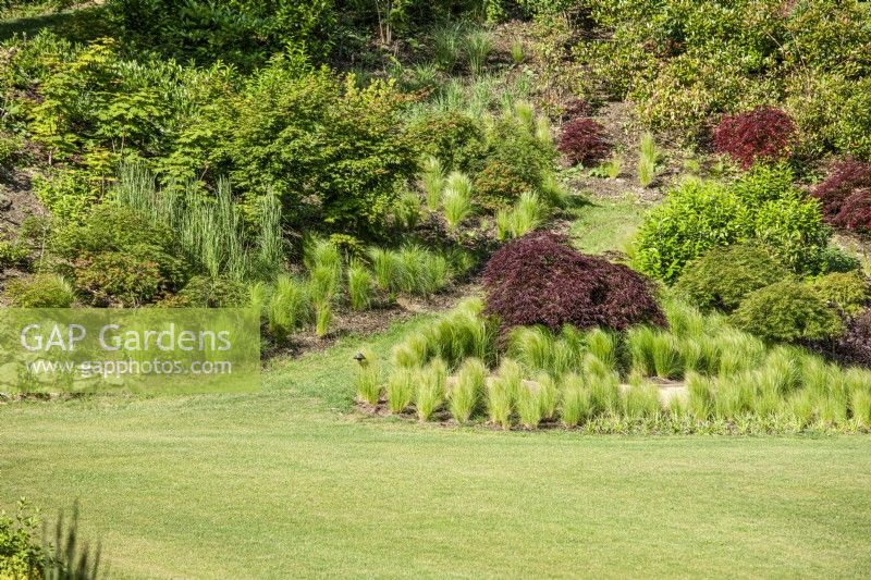 Garden with Acer, ornamental grasses and perennials, Summer late June