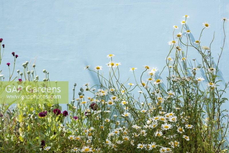 Leucanthemum vulgare and poppies against a blue background.  Garden of Solitude, RHS Hampton Court Palace Garden Festival 2021. Design: Carlotta Montefoschi, Niccolo Cau, Ricardo Walker Campos.  Sponsor: Laboratorio S. Rocco