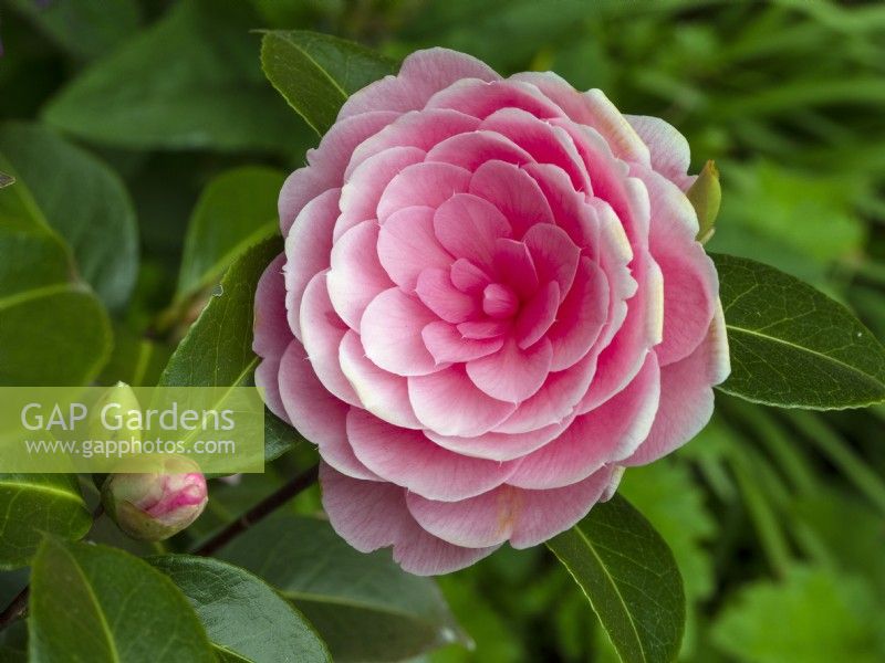 Camellia x williamsii 'E G Waterhouse' Spring April