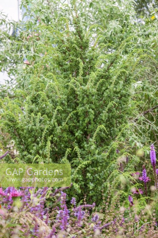 Juniperus communis, spring May