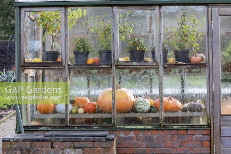 Display of pumpkins and squashes in winter inside wooden greenhouse