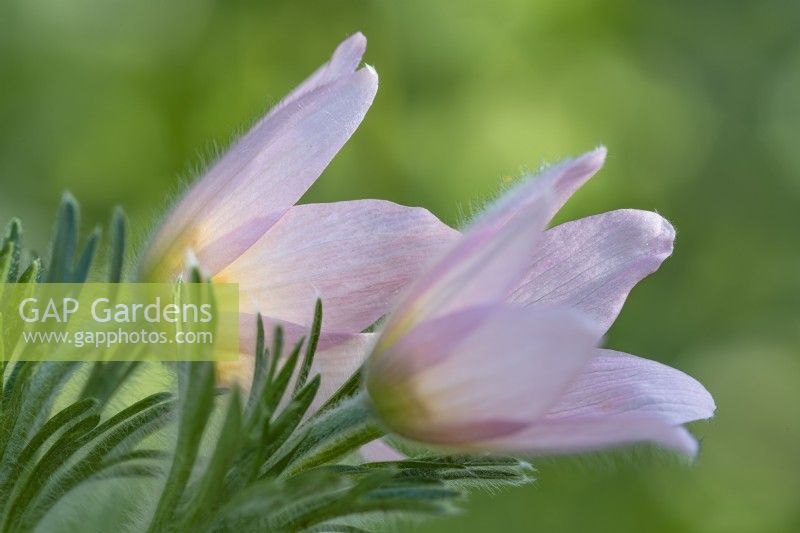 Pulsatilla vulgaris 'Perlen Glocke' flowering in Spring - April