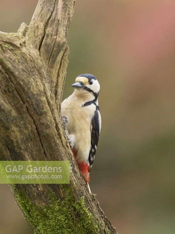 Dendrocopos major - Great spotted woodpecker on a tree trunk