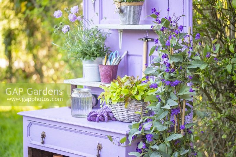 Basket containing salad leaves on the potting bench next to a Hardenbergia