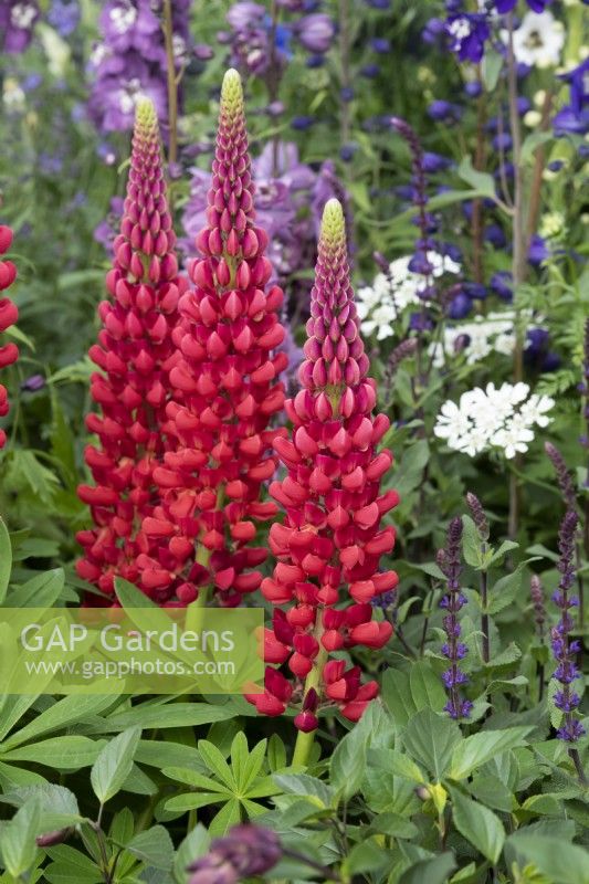 Lupinus 'Beefeater' - Lupin