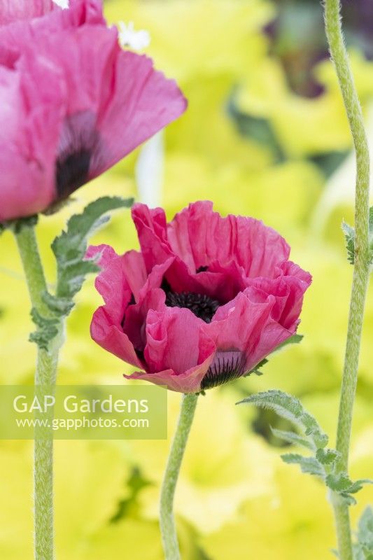 Papaver orientale 'Pink Perfection' - Oriental Poppy