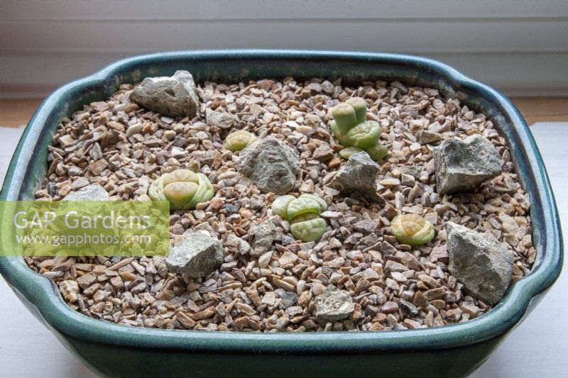 Young seed raised Lithops Living Stones in a glazed pan