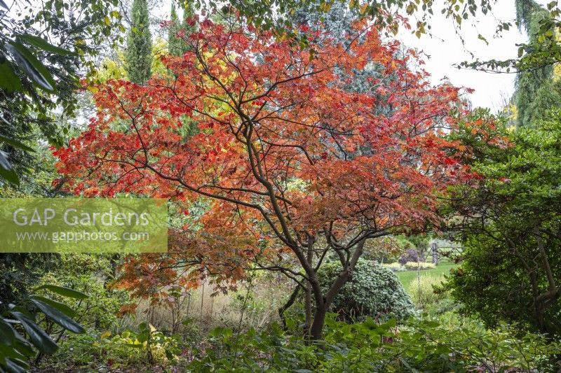 Acer japonicum 'Aconitifolium' - downy Japanese maple - October