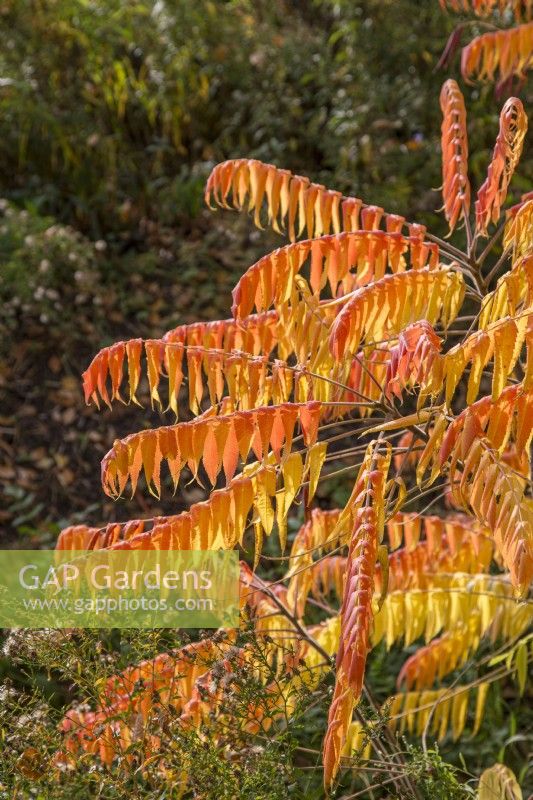 Rhus typhina 'Radiance' - stag's horn sumach - October