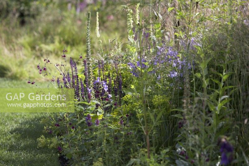 Shady woodland border with Salvia nemorosa 'Amethyst', Digitalis parviflora, Digitalis lutea, Salvia x jamensis 'Nachtvlinder', ornamental grasses and Campanula lactiflora.