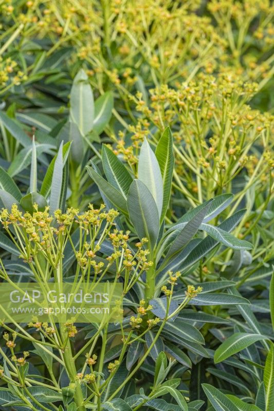 Euphorbia x pasteurii flowering in early Summer - May